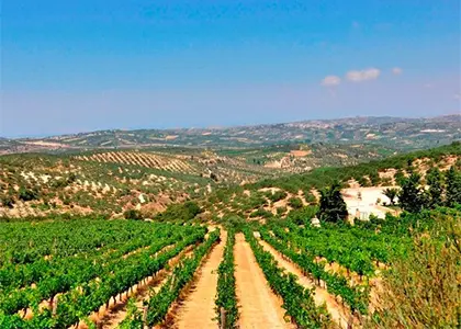 Secret Aromas of Cretan Wines