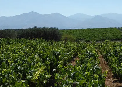 Winery Tour & Tasting in Lasithi Crete