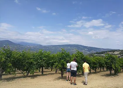 Wine Tour with Tastings in Nemea